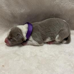 Purple Collar - Lilac male Border Collie puppy in Gadsden, Alabama from Collie Wood Hills