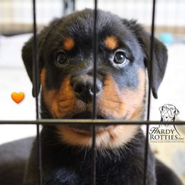 Rottweiler Puppies from Hardy Rotties