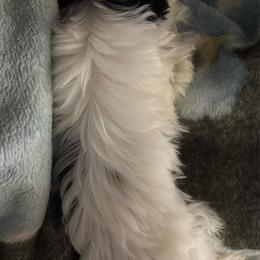 Jacques - Parti male Yorkshire Terrier puppy in Athens, Tennessee from Starr Mountain Yorkies