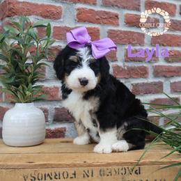 Layla - Tri-color female Bernedoodle puppy in Heyworth, Illinois from Cobble Creek Puppies