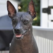 Xoloitzcuintli from Xolos Mucino