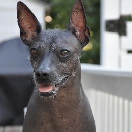 Xoloitzcuintli from Xolos Mucino