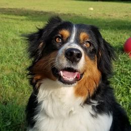 Rumor - Australian Shepherd