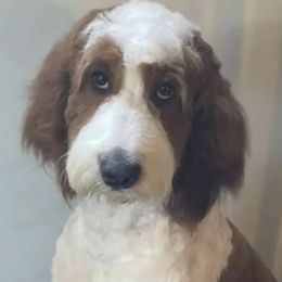 Goldendoodles from My Girls with Curls-Mini Doodles of TN