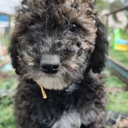 Assorted Doodle Crosses, Aussiedoodles, Cockapoos, and Poodles from Lucky Pup Meadows