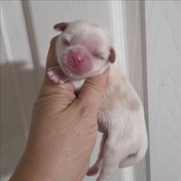 Abbott - White male Shih Tzu puppy in Waynesboro, Pennsylvania from Big Win Shih Tzus
