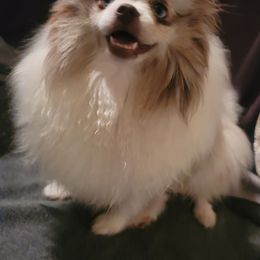 Angel - Pomeranian