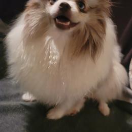 Angel - Pomeranian