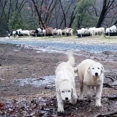 Maremma Sheepdog Puppies from Unfinished Acres