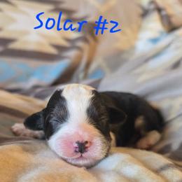Solar 2 - Red tri-color male Aussiedoodle puppy in Redding, California from House Merrills Minis and Doodles