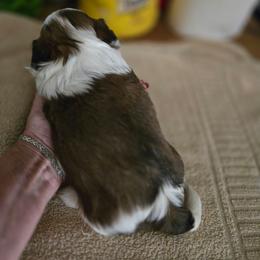 BOY 1 - Gold and white male Shih Tzu puppy in Hampstead, Maryland from Shawny's Shih Tzus