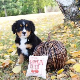 July - Black rust and white Bernese Mountain Dog puppy in Karlstad, Minnesota from Tami’s Heavenly Bernese