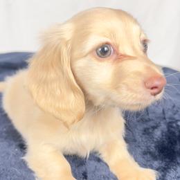 Vanilla - Cream female Dachshund puppy in Sacramento, California from MiniDoxPups