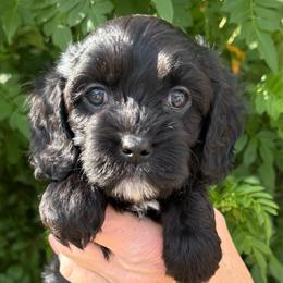 Lainey - Tri-color female Cavapoo puppy in Tucson, Arizona from Adored Poodle & Doodles