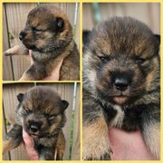 Girl 2 - Sesame female Shikoku puppy in Virginia from Hachidori Sou