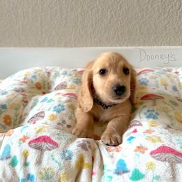 Edgar - Cream male Dachshund puppy in Molino, Florida from Dooney's Dachshunds