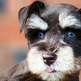 Goldendoodles and Miniature Schnauzers from Marvelous Mannered K9s of Texas