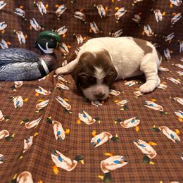 Wigeon - Liver white and tan female English Springer Spaniel puppy in Braidwood, Illinois from A & R Springers