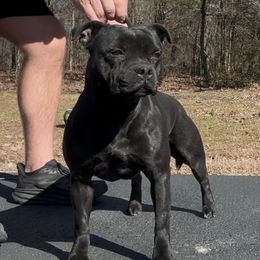 Jinx - Staffordshire Bull Terrier