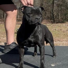Jinx - Staffordshire Bull Terrier