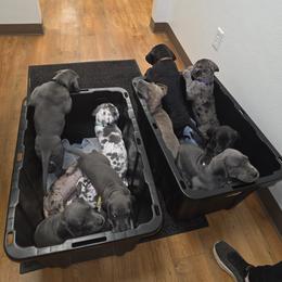 Great Dane Puppies from DeVine Danes