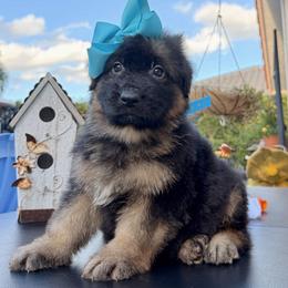 Blue Collar - Black and red male German Shepherd puppy in Davie, Florida from Vom Broward Haus