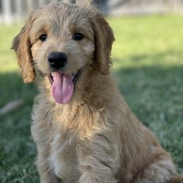 Goldendoodle Puppies from Gentry Doodles