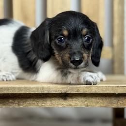 Wire hair Black Pie Girl - Piebald female Dachshund puppy in Nashville, Arkansas from Whisenhunt Farms