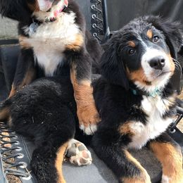 Bernedoodles from HooDoodles