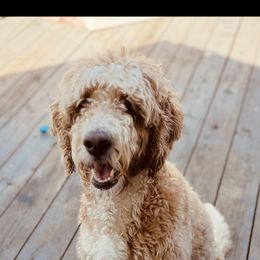 Bernedoodle All Grown Up from Maple Drive Doodles