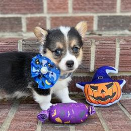 Toast - Black and tan male Pembroke Welsh Corgi puppy in Saint George, South Carolina from Carolina cotton candy corgis