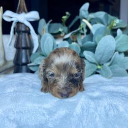 Mocha - Dapple female Dachshund puppy in Washburn, Tennessee from Clinch Mountain Dachshunds