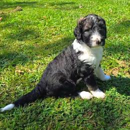 Hazel - Tri-color female Bernedoodle puppy in Mckenzie, Tennessee from Small Town Doodles & Poodles