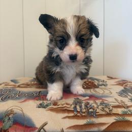 Bell - White and red female Pembroke Welsh Corgi puppy in Red Bluff, California from Wilder Ranch Corgis