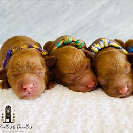 "Aggies's Spring 2020 girls" Goldendoodle and Poodle Puppies from Reddy Poodles & Doodles