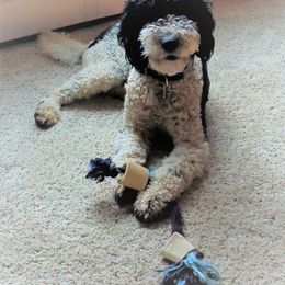 Goldendoodle All Grown Up from Doodles of Colorado