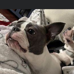 Bella - Boston Terrier