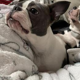 Bella - Boston Terrier