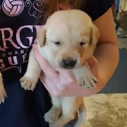 Labrador Retriever Puppies from Southern Field Retrievers