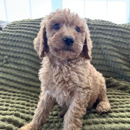 Peter - Cream male Poodle puppy in Chipley, Florida from Nokoluma
