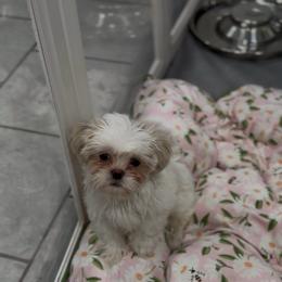 Iridescent Pear - Cream and white male Shih Tzu puppy in Cedar Hill, Texas from Puppy Paper House