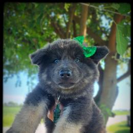 Waffle - Blue female German Shepherd puppy in Fort Jennings, Ohio from Von Holtzapple German shepherds
