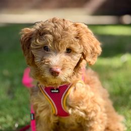 Nova (A Diamonds Sparkle) Apricot Blonde - Apricot female Goldendoodle puppy in Forney, Texas from Diamond Doodle Pups and Poodles