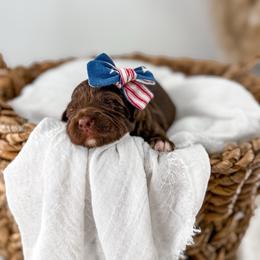 Brewed with love- Vienna - Chocolate female Goldendoodle puppy in Russell Springs, Kentucky from Milk & Honey Doodles
