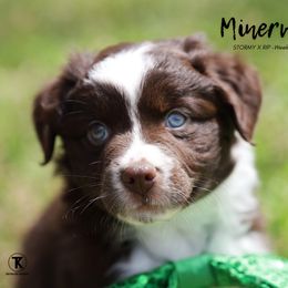 Australian Shepherd, Miniature American Shepherd, Miniature Australian Shepherd, and Toy Australian Shepherd Puppies from TK Standard, Mini, & Toy Aussies