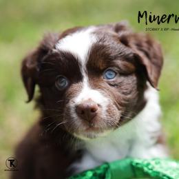 Australian Shepherd, Miniature American Shepherd, Miniature Australian Shepherd, and Toy Australian Shepherd Puppies from TK Standard, Mini, & Toy Aussies