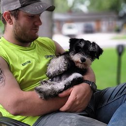 Miniature Schnauzer Puppies from A'Lord Miniature Schnauzer