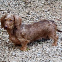 Fozzie - Dachshund