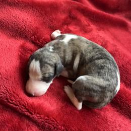 Day - Fawn brindle female Whippet puppy in Clinton, Tennessee from Ivanhoe Borzoi