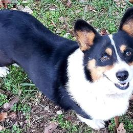 American Corgis and Pembroke Welsh Corgis from Flat Creek Corgis